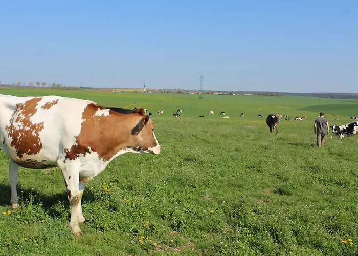 Familial Et Equipe A La Campagne Avec Terrasse, Pres De Pont-a-mousson Et De Nombreuses Activites - Fr-1-584-73 Prázdninový dům